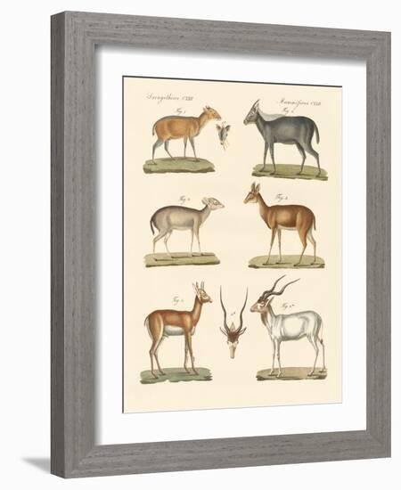 Strange Antelopes-null-Framed Giclee Print