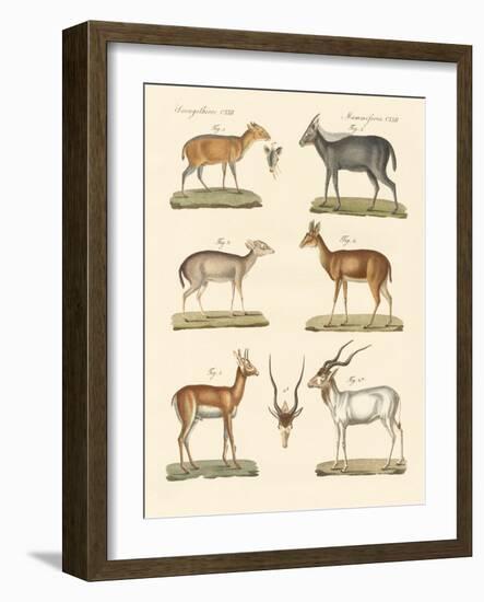 Strange Antelopes-null-Framed Giclee Print