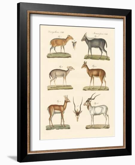 Strange Antelopes-null-Framed Giclee Print