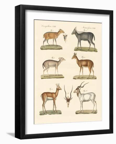 Strange Antelopes-null-Framed Giclee Print