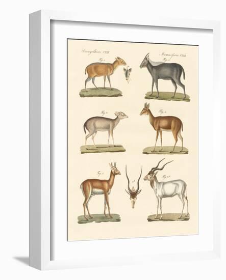 Strange Antelopes-null-Framed Giclee Print