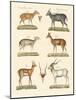 Strange Antelopes-null-Mounted Giclee Print