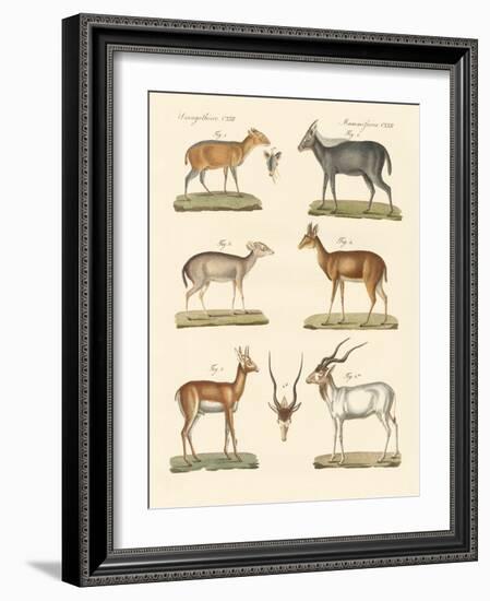 Strange Antelopes-null-Framed Giclee Print