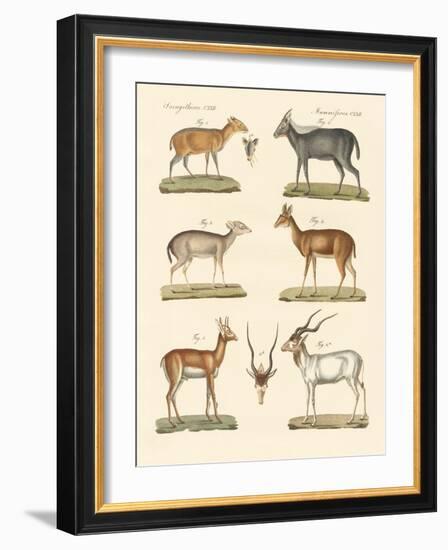 Strange Antelopes-null-Framed Giclee Print