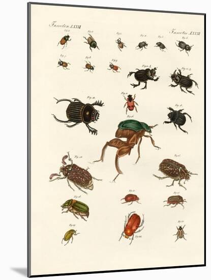 Strange Beetles-null-Mounted Giclee Print