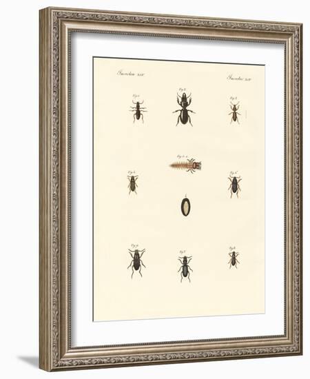 Strange Beetles-null-Framed Giclee Print