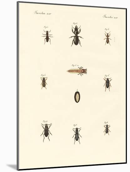 Strange Beetles-null-Mounted Giclee Print