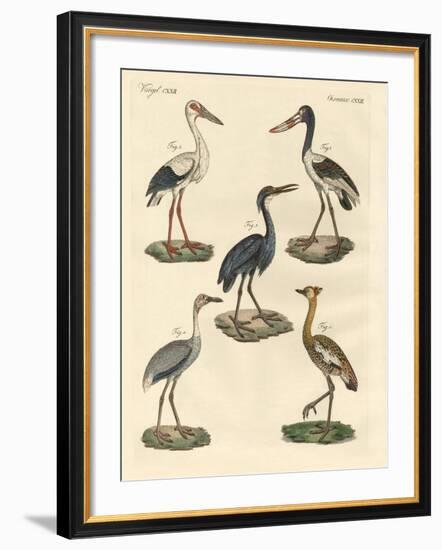 Strange Birds-null-Framed Giclee Print