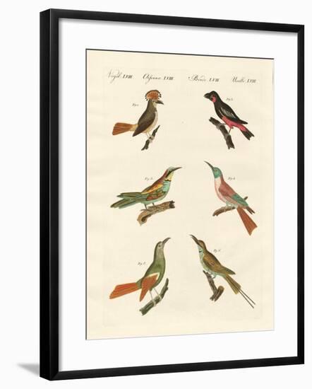 Strange Birds-null-Framed Giclee Print