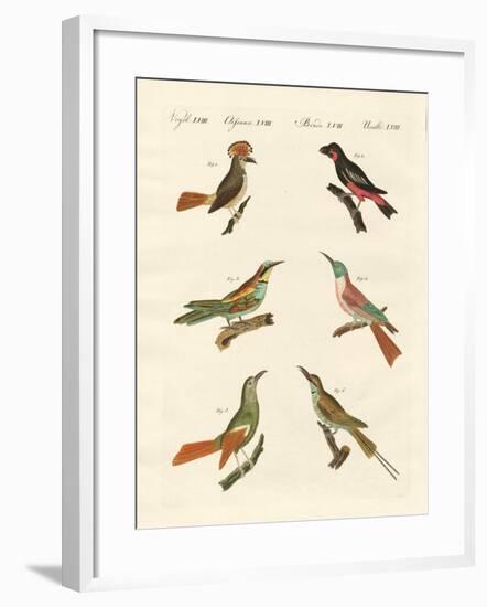 Strange Birds-null-Framed Giclee Print