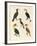 Strange Birds-null-Framed Giclee Print