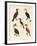 Strange Birds-null-Framed Giclee Print