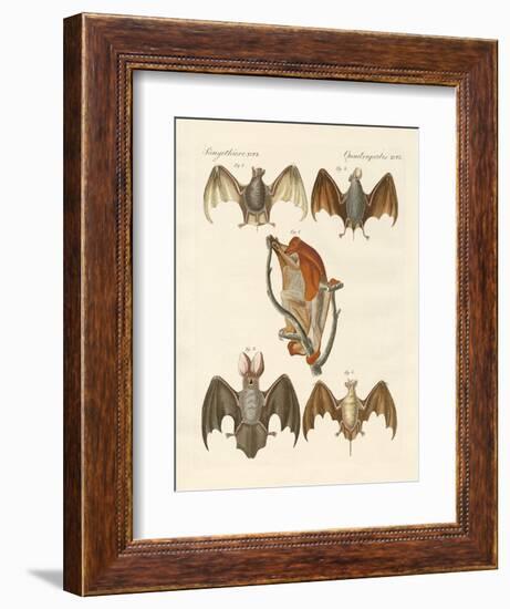 Strange Chiroptera-null-Framed Giclee Print