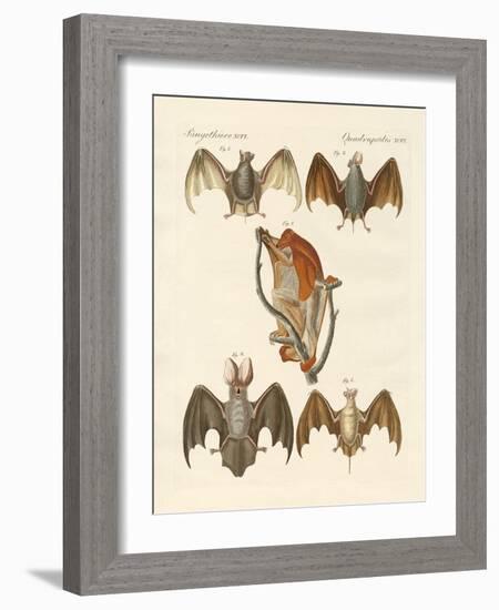 Strange Chiroptera-null-Framed Giclee Print