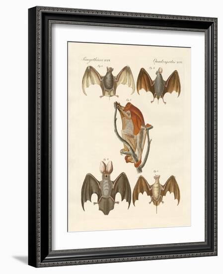 Strange Chiroptera-null-Framed Giclee Print