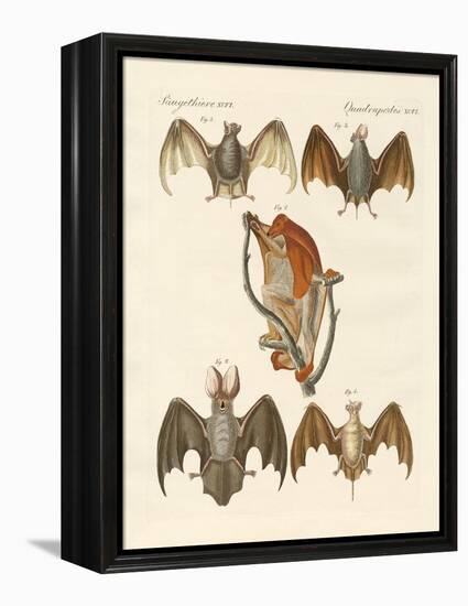 Strange Chiroptera-null-Framed Premier Image Canvas