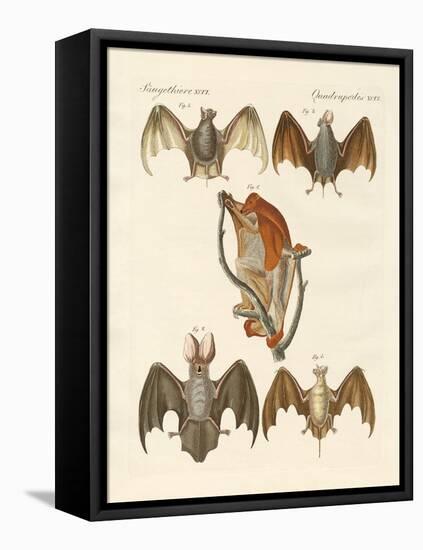 Strange Chiroptera-null-Framed Premier Image Canvas