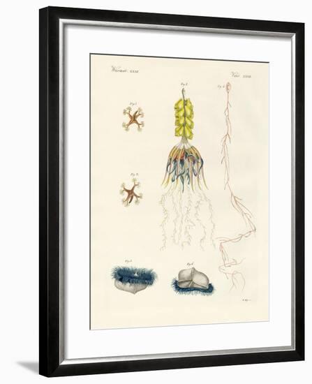 Strange Comb Jellies-null-Framed Giclee Print