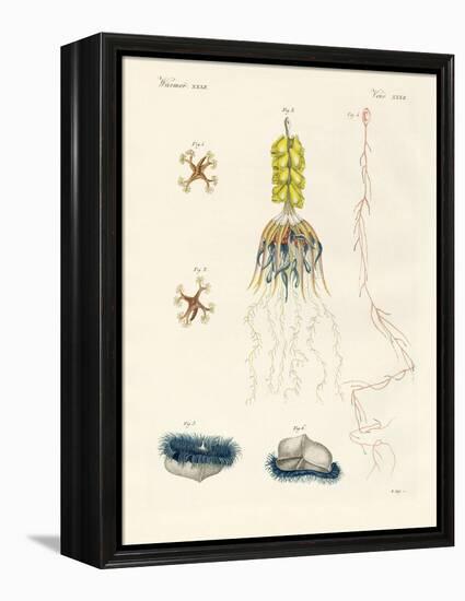 Strange Comb Jellies-null-Framed Premier Image Canvas