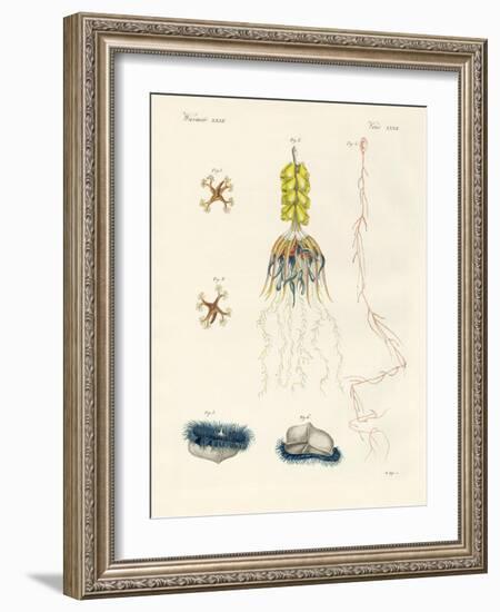 Strange Comb Jellies-null-Framed Giclee Print