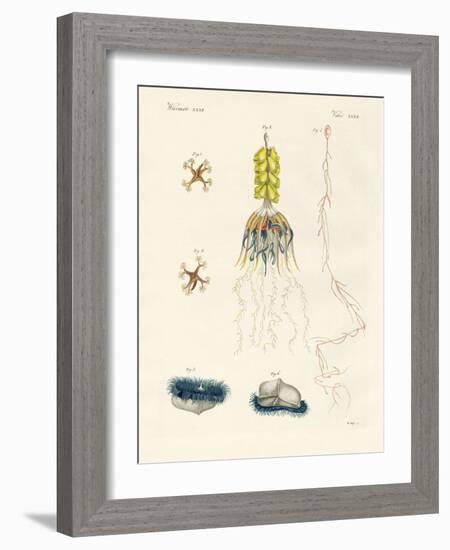 Strange Comb Jellies-null-Framed Giclee Print