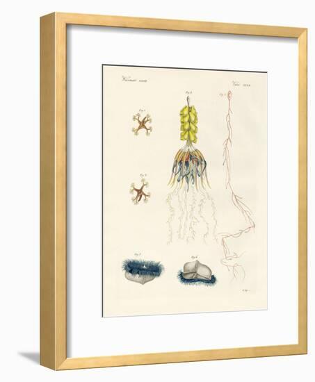 Strange Comb Jellies-null-Framed Giclee Print