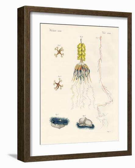 Strange Comb Jellies-null-Framed Giclee Print