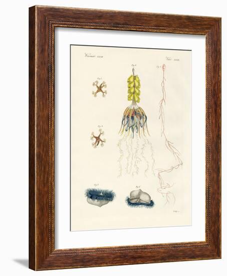 Strange Comb Jellies-null-Framed Giclee Print