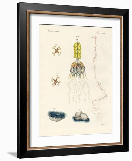 Strange Comb Jellies-null-Framed Giclee Print