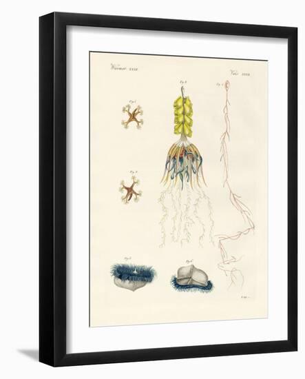 Strange Comb Jellies-null-Framed Giclee Print