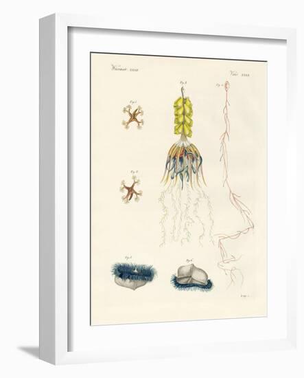 Strange Comb Jellies-null-Framed Giclee Print