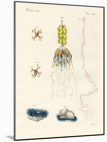 Strange Comb Jellies-null-Mounted Giclee Print