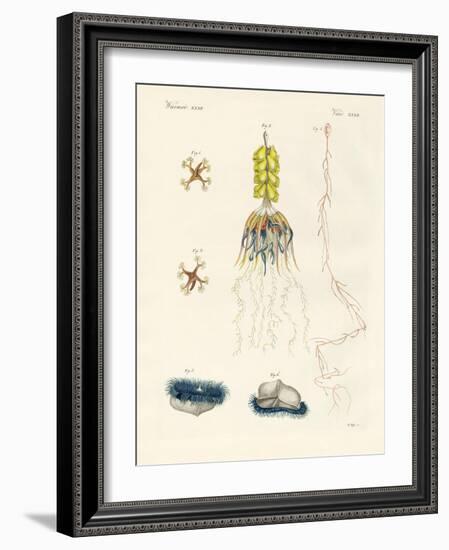 Strange Comb Jellies-null-Framed Giclee Print