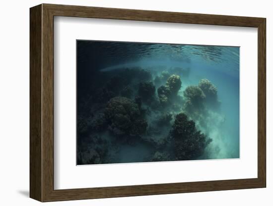 Strange Coral Growth in a Lake in Palau-Stocktrek Images-Framed Photographic Print