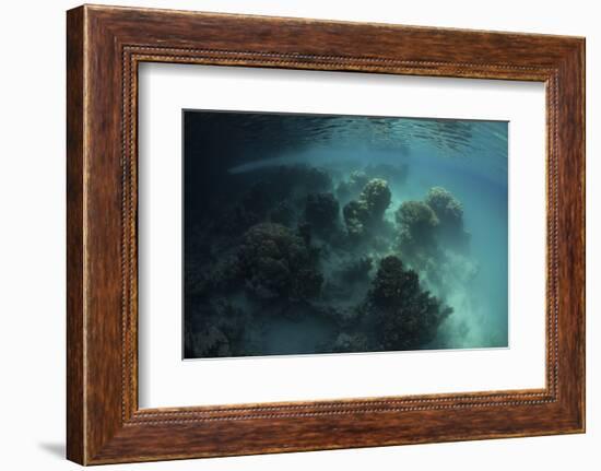 Strange Coral Growth in a Lake in Palau-Stocktrek Images-Framed Photographic Print