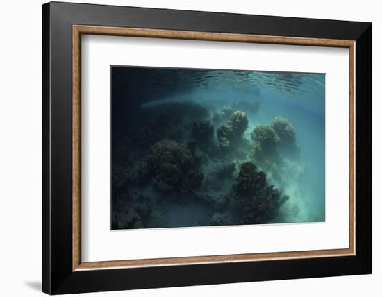 Strange Coral Growth in a Lake in Palau-Stocktrek Images-Framed Photographic Print