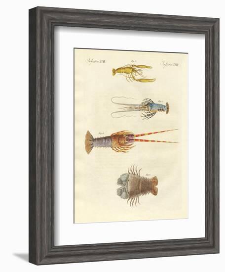 Strange Crabs--Framed Giclee Print