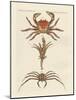 Strange Crabs-null-Mounted Giclee Print