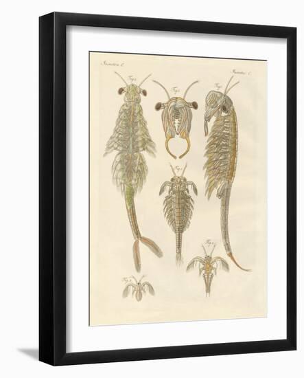 Strange Crustaceans-null-Framed Giclee Print