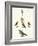 Strange Domestic Birds-null-Framed Giclee Print