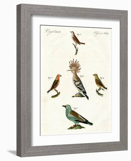 Strange Domestic Birds-null-Framed Giclee Print