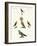 Strange Domestic Birds-null-Framed Giclee Print
