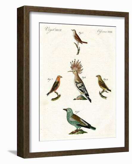 Strange Domestic Birds-null-Framed Giclee Print