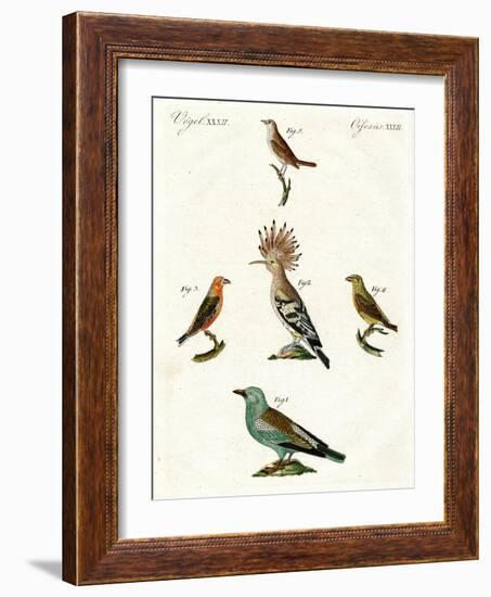 Strange Domestic Birds-null-Framed Giclee Print