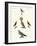 Strange Domestic Birds-null-Framed Giclee Print