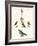 Strange Domestic Birds-null-Framed Giclee Print