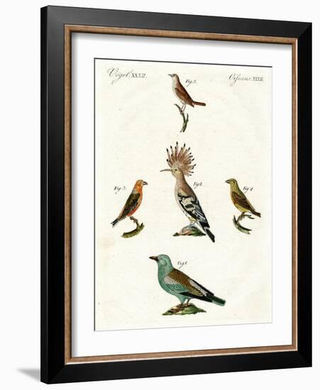 Strange Domestic Birds-null-Framed Giclee Print