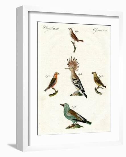 Strange Domestic Birds-null-Framed Giclee Print