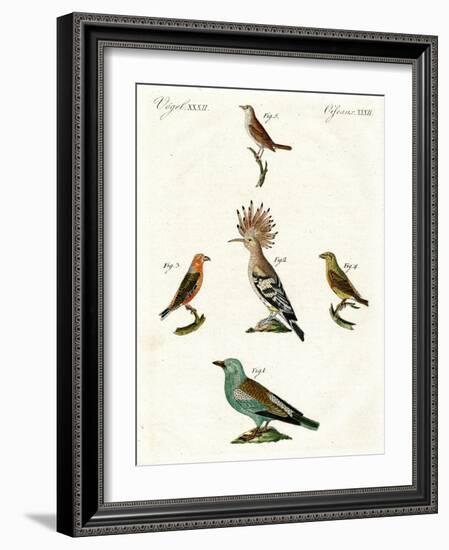 Strange Domestic Birds-null-Framed Giclee Print