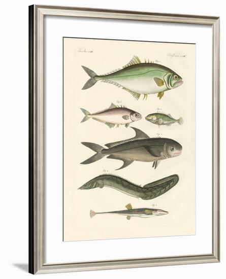 Strange Fish-null-Framed Giclee Print